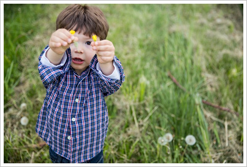 dandelions