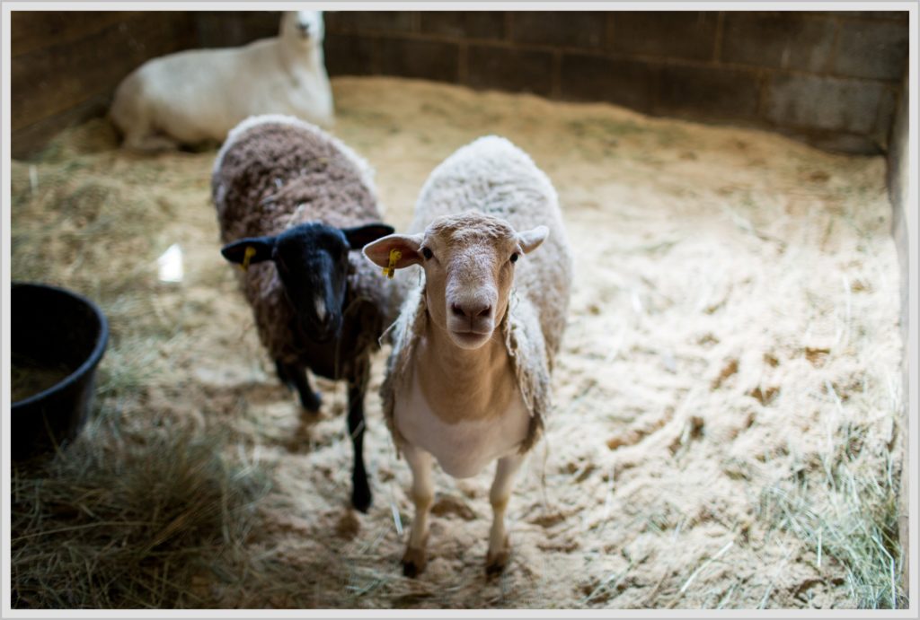 Ryan and Becca's New Hampshire Farm Wedding | Sheep