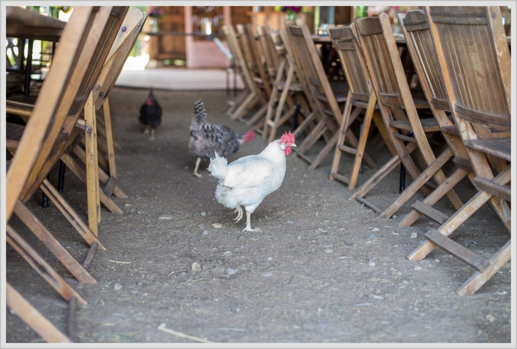 Ryan and Becca's New Hampshire Farm Wedding | chickens