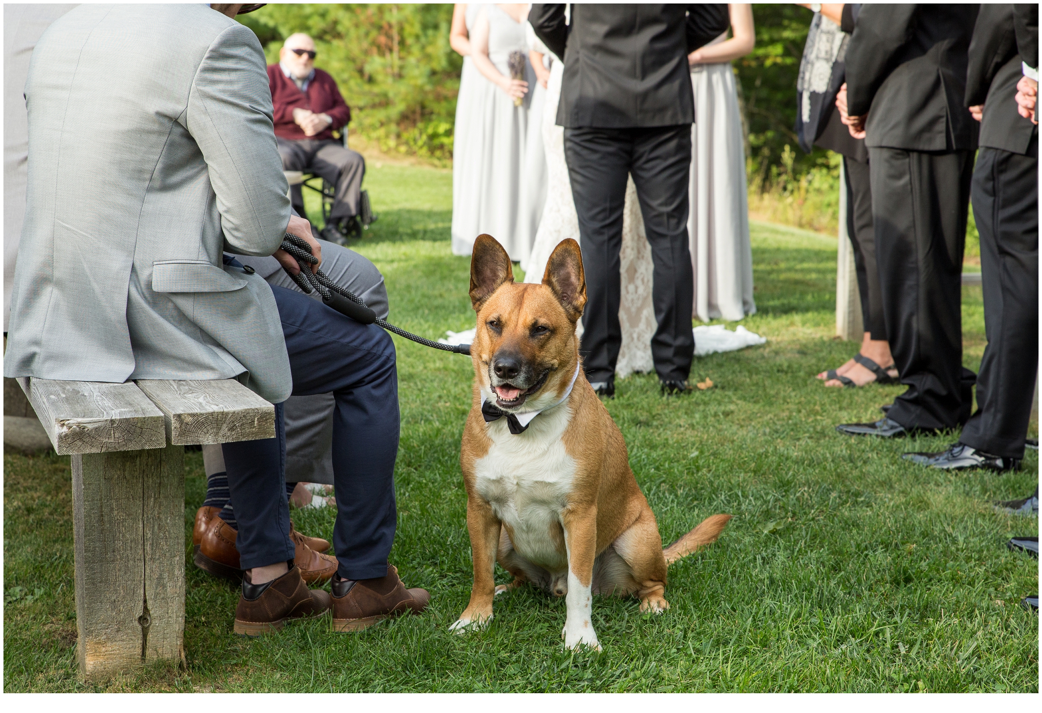 Brian and Ann's Marianmade Farm Wedding - Tobey the dog