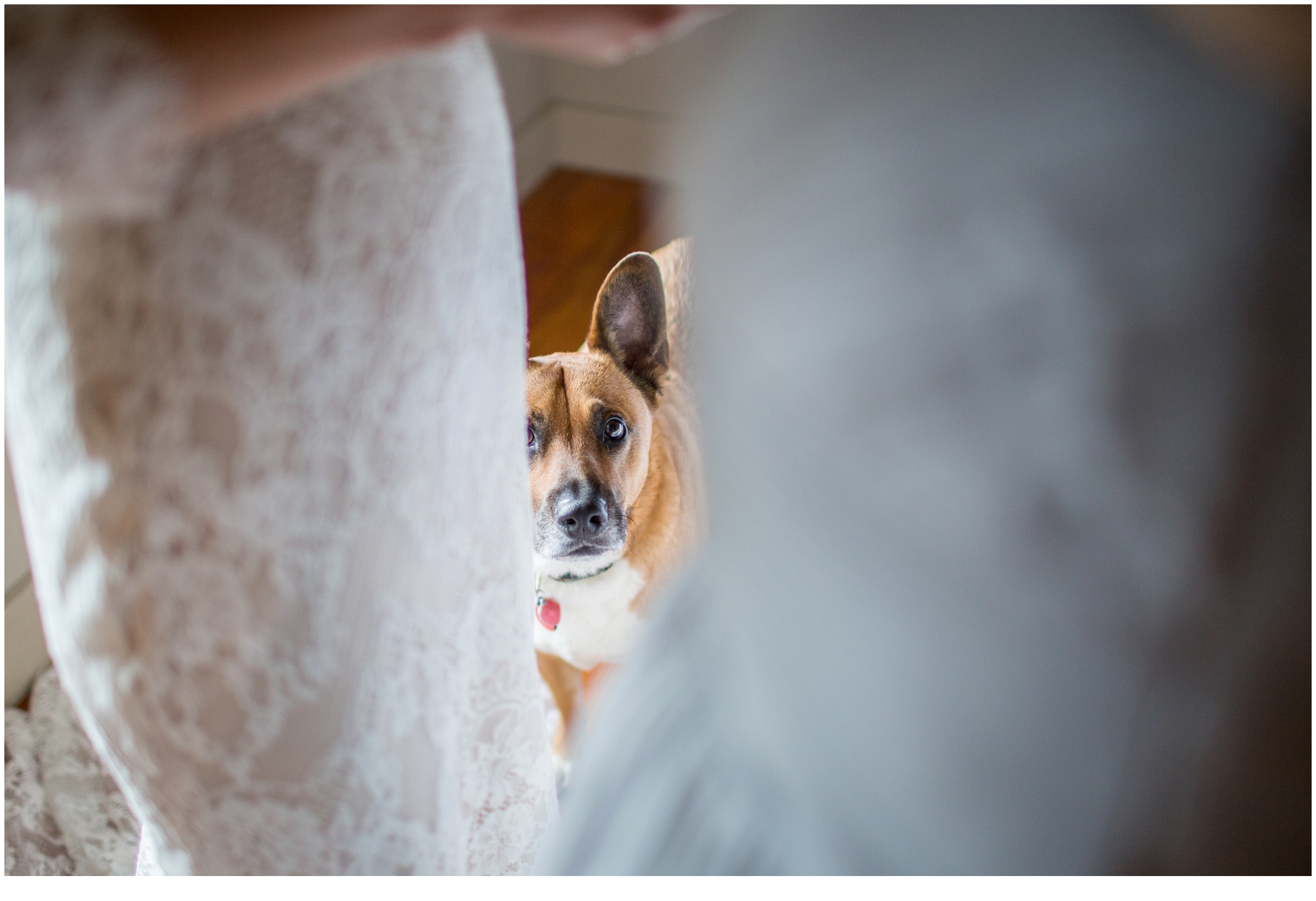 Brian and Ann's Marianmade Farm Wedding - dog watching bride get ready